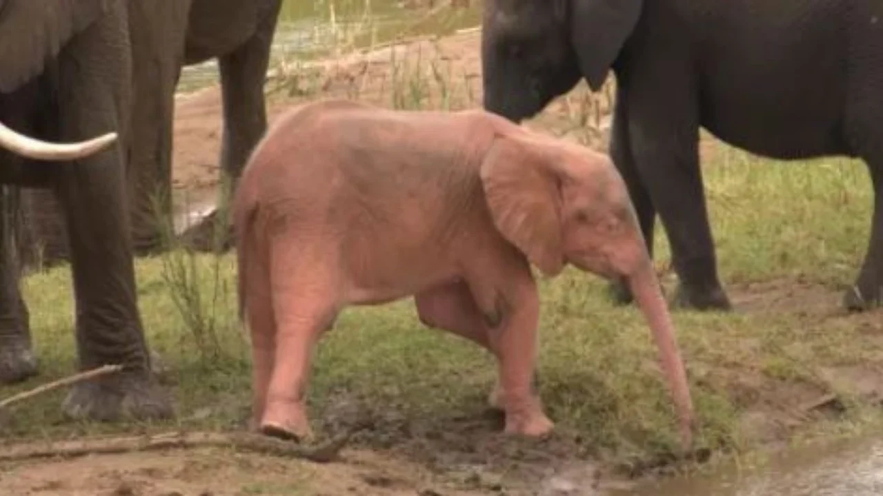 Elefanti ngjyrë rozë shfaqet në një pellg me ujë në Afrikën e Jugut (VIDEO)