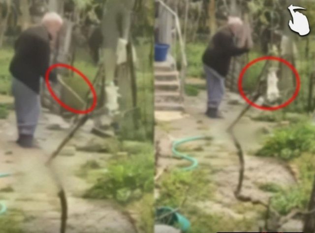 U shfaq në video duke keqtrajtuar macen, procedohet 77-vjeçari në Rrogozhinë