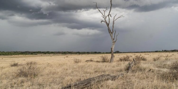 El Nino rrit rrezikun e sigurisë ushqimore në Afrikën Jugore
