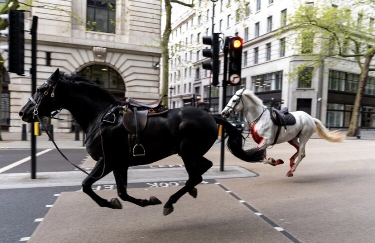 4 persona të plagosur nga kuajt e lëshuar në Londër