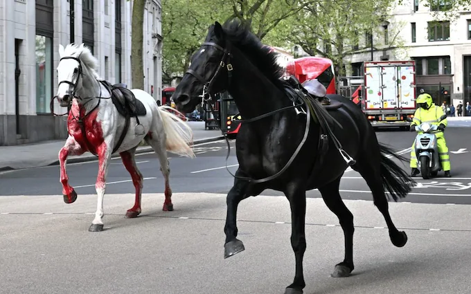 Kuajt të mbuluar nga gjaku vrapojnë në mes të Londrës, panik dhe të plagosur (VIDEO)