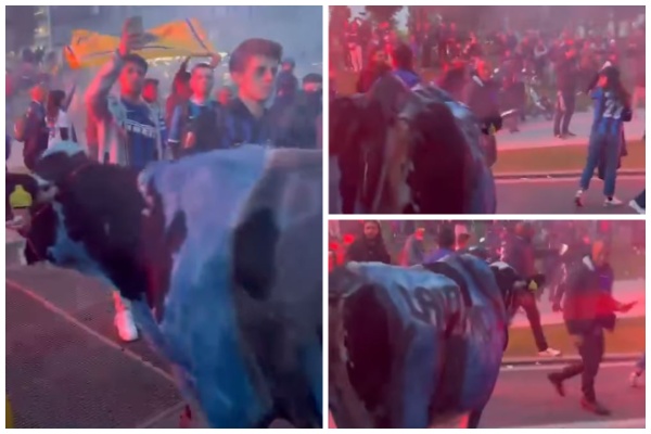 Festa e titullit të Interit, një lopë zikaltër merr vëmendjen e të gjithëve