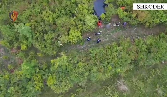 Mbi 4 mijë bimë narkotike në Shkodër, arrestohet 43-vjeçari, nën hetim kryetari i njësisë administrative