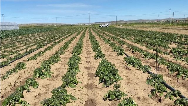 Ndodh në Shqipëri! I spërkati bashkëfshatares të mbjellat me pesticide që t’ia thante, në hetim fermeri