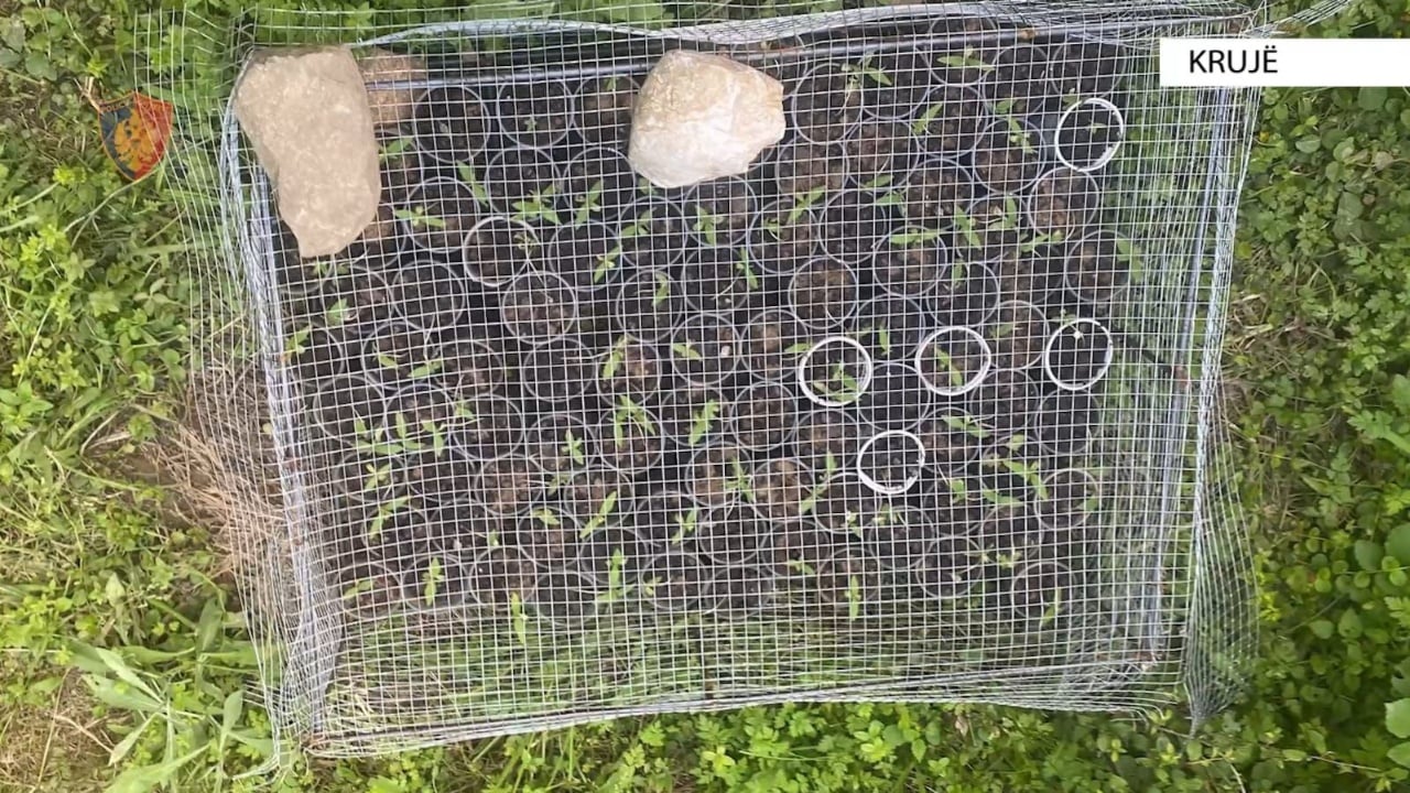 Kultivonte kanabis/ Shpallet në kërkim 24-vjeçari, sekuestrohen 28 bimë të mbjella dhe 116 fidanë