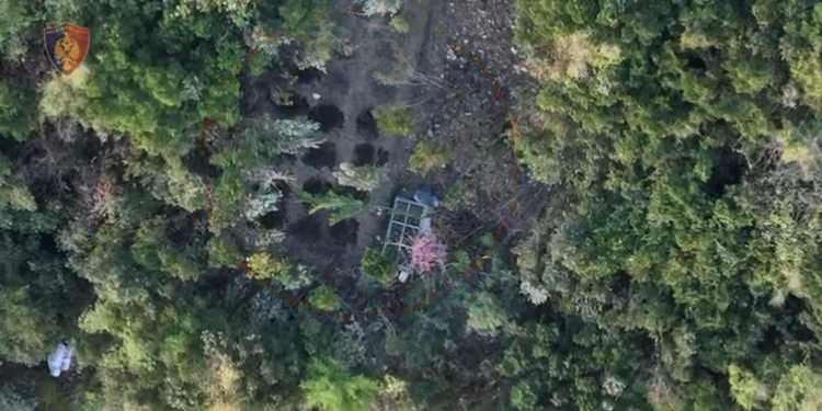 Kultivuan bimë narkotike në fshatin Brret, arrestohen babë e bir