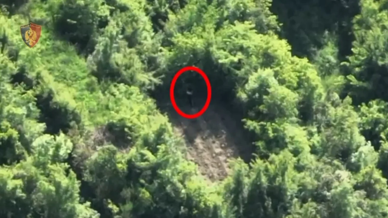 Kultivuan qindra bimë kanabis në pyllin e fshatit Mukje, arrestohen 2 persona në Krujë