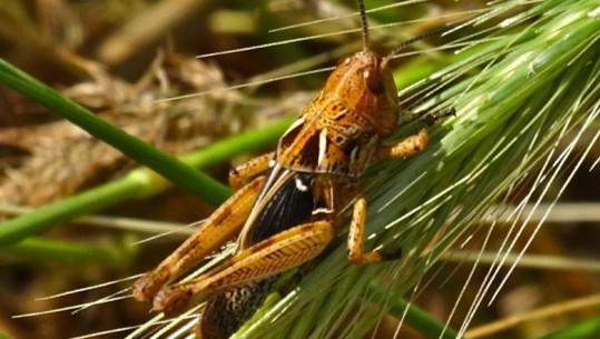 Karkaleci maroken shkatërron fushat e Myzeqesë, fermerët kërkojnë ndihmën e shtetit