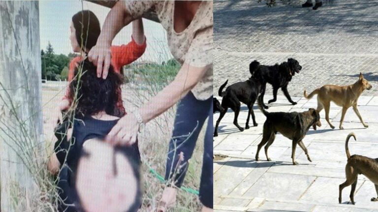 Një tuf qensh sulmuan 44-vjeçaren shqiptare/ Përshkrimi tronditës: Ishte sikur të isha ushqimi i tyre