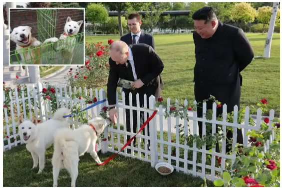 Tregojnë besnikërinë mes vendeve, Kim i dhuron Putin dy &#8220;qen gjuetarë tigrash&#8221;