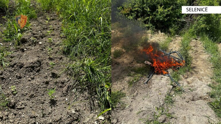 Zbulohet parcela me kanabis, policia asgjëson 334 rrënjë bime, në kërkim kultivuesi