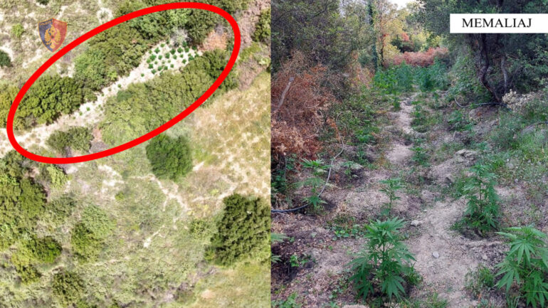 Mbolli tokën me kanabis, arrestohet 66-vjeçari