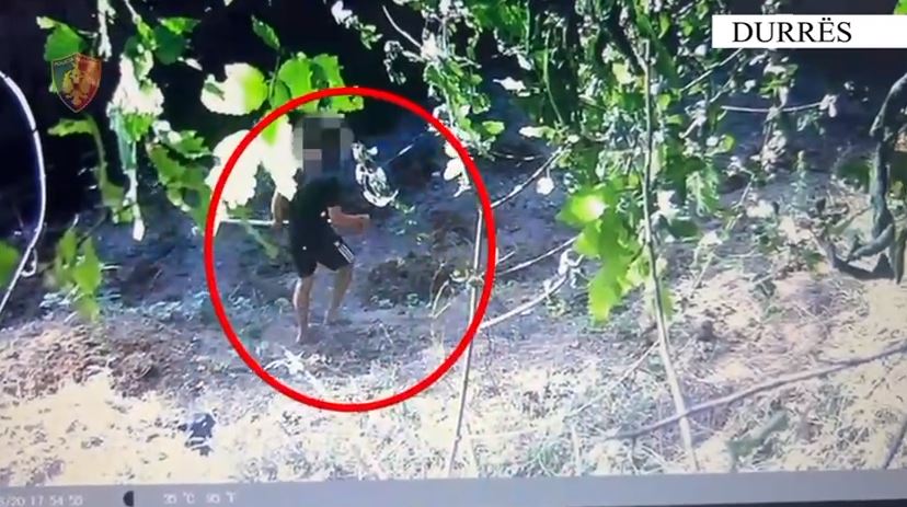 Arrestohen 3 vëllezër në Durrës që kultivonin kanabis, shihni si kujdeseshin për bimët narkotike (VIDEO)