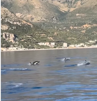 VIDEOLAJM/ Tufa e delfinëve shfaqet në bregdetin e Himarës