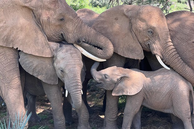 Studiuesit: Elefantët afrikanë thërrasin me emër njëri-tjetrin