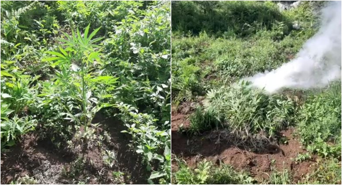 Asgjësohen më shumë se dy mijë bimë kanabis në Shkodër, 4 persona vihen nën hetim, mes tyre kryeplaku i fshatit dhe specialisti i pyjeve