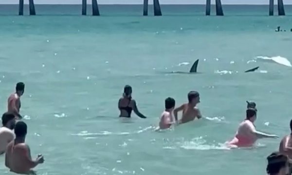 Peshkaqenët sulmojnë pushuesit në Florida, paralajmërim per te gjithë: Duhet të jeni vigjilentë