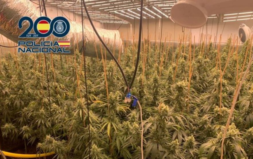 “Plantacione” me marijuanë brenda vilës, kapet çifti shqiptar në Spanjë (VIDEO)