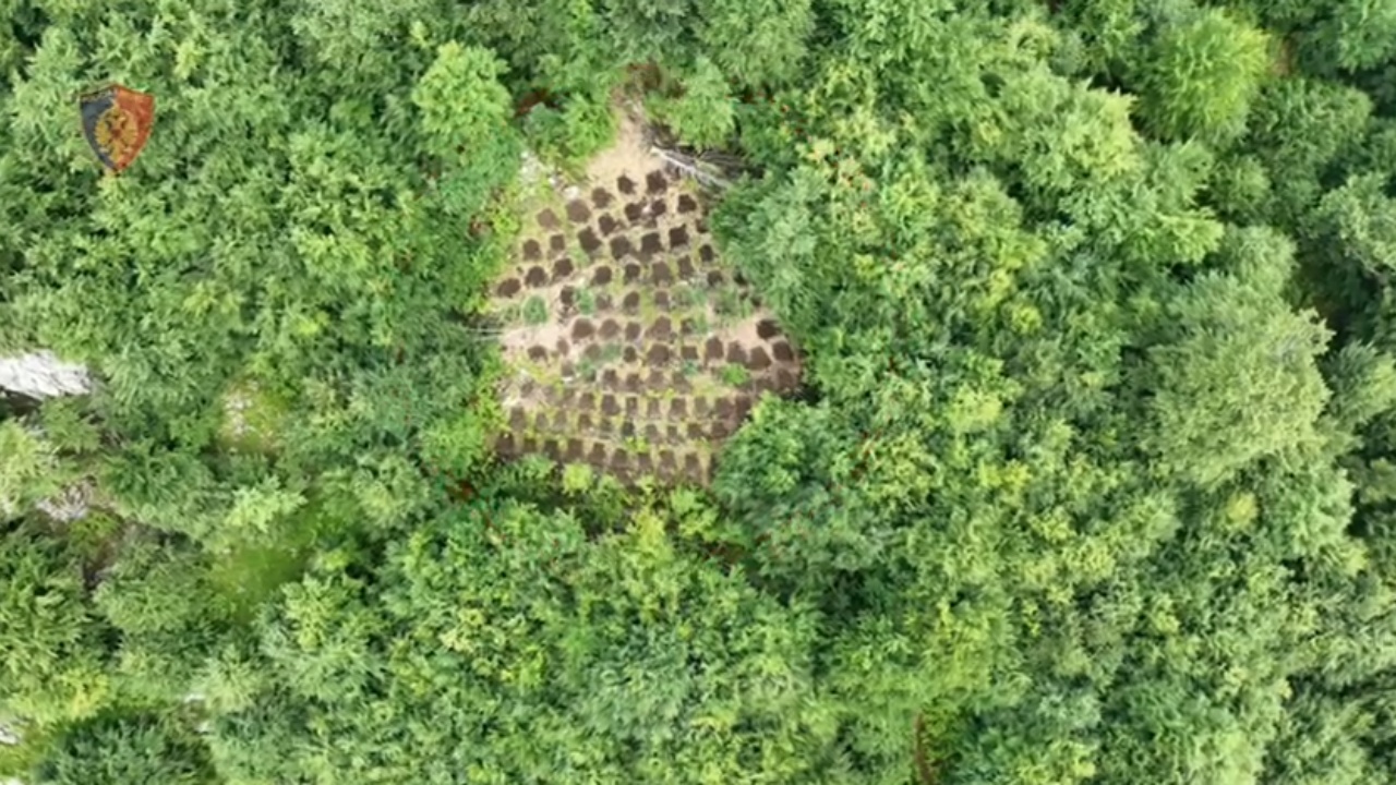 Vijon megaoperacioni “Territor i pastër”/ Asgjësohen 6201 fidanë kanabisi, bie në pranga një 29-vjeçar