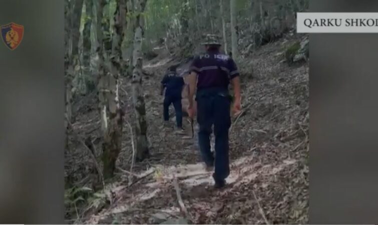 “Territor i pastër”, asgjesohen në Shkodër mbi 5400 bimë dhe fidanë kanabis