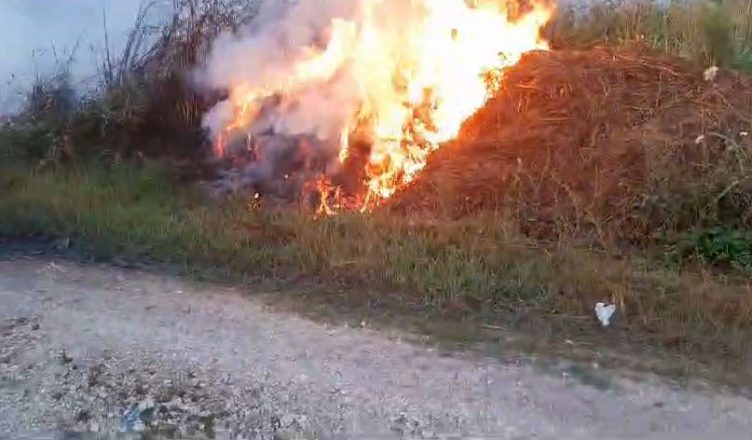 Zjarr edhe në Berat, flakët “kërcënojnë” pyllin me pisha