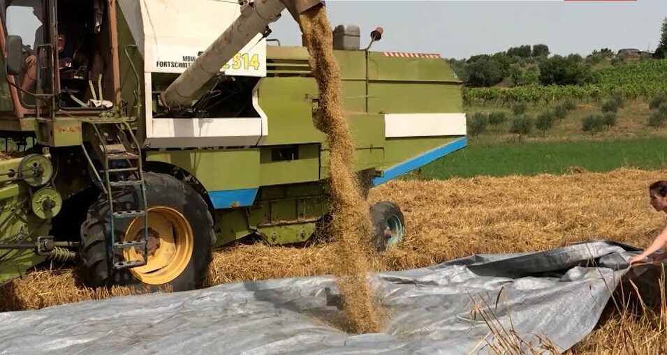 Më pak grurë në Elbasan, fermerët: S’do mbjellim më! Këtu kanë ngel nga dy pleq me nga dy dhi për shtëpi