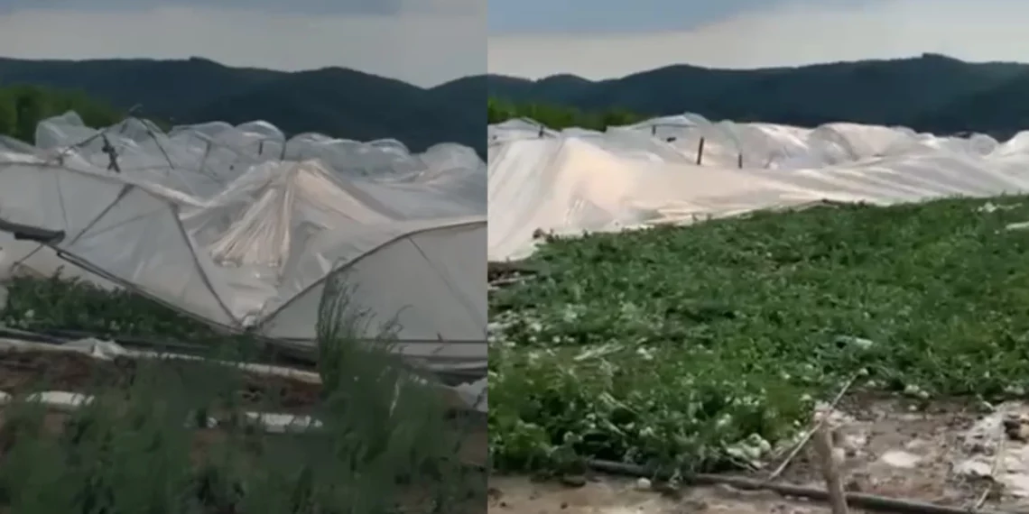 Gjysma e Shqipërisë po “digjet” nga vapa, stuhia shkatërron serat në këtë zonë