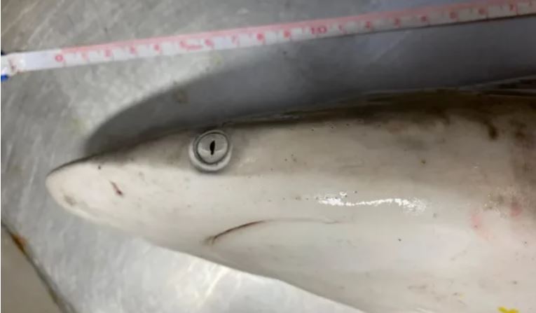 13 peshkaqenë në Brazil rezultojnë pozitivë me kokainë, zbulohet arsyeja 