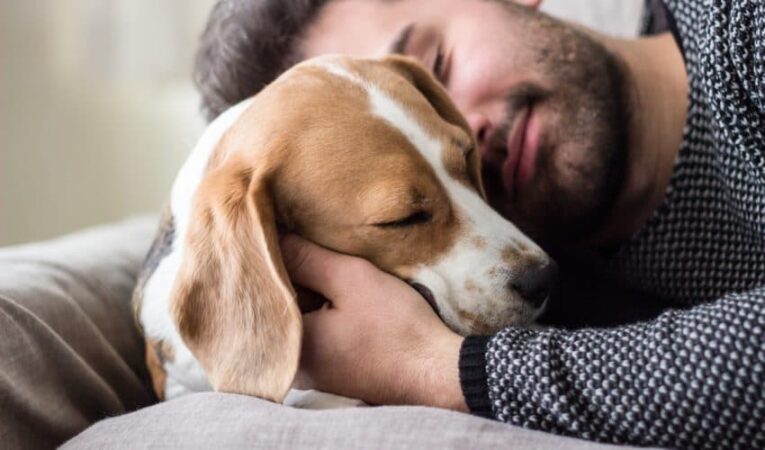Stresi i njeriut ndikon në mirëqenien e qenve