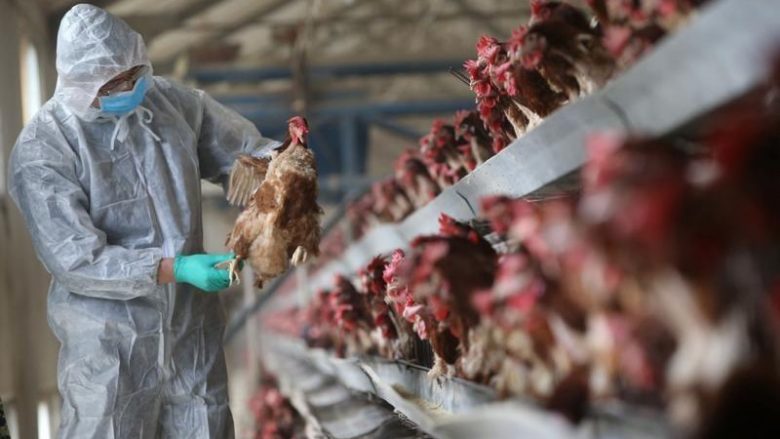 Sëmundja “Newcastle”, Kosova shton masat e kontrollit për mishin nga Brazili