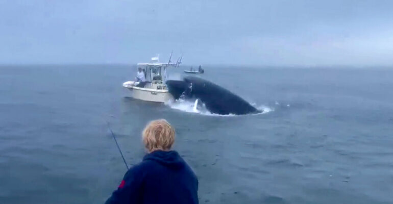 VIDEO/ SHBA, balena përplaset mbi varkë dhe hedh në ajër peshkatarët