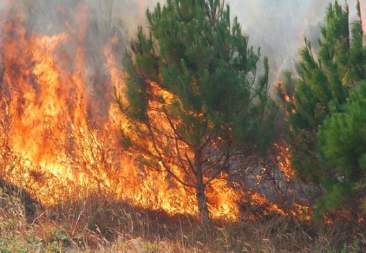 I vuri zjarrin mbeturinave në oborrin e saj, flakët përhapen dhe digjen rreth 2 dynym tokë