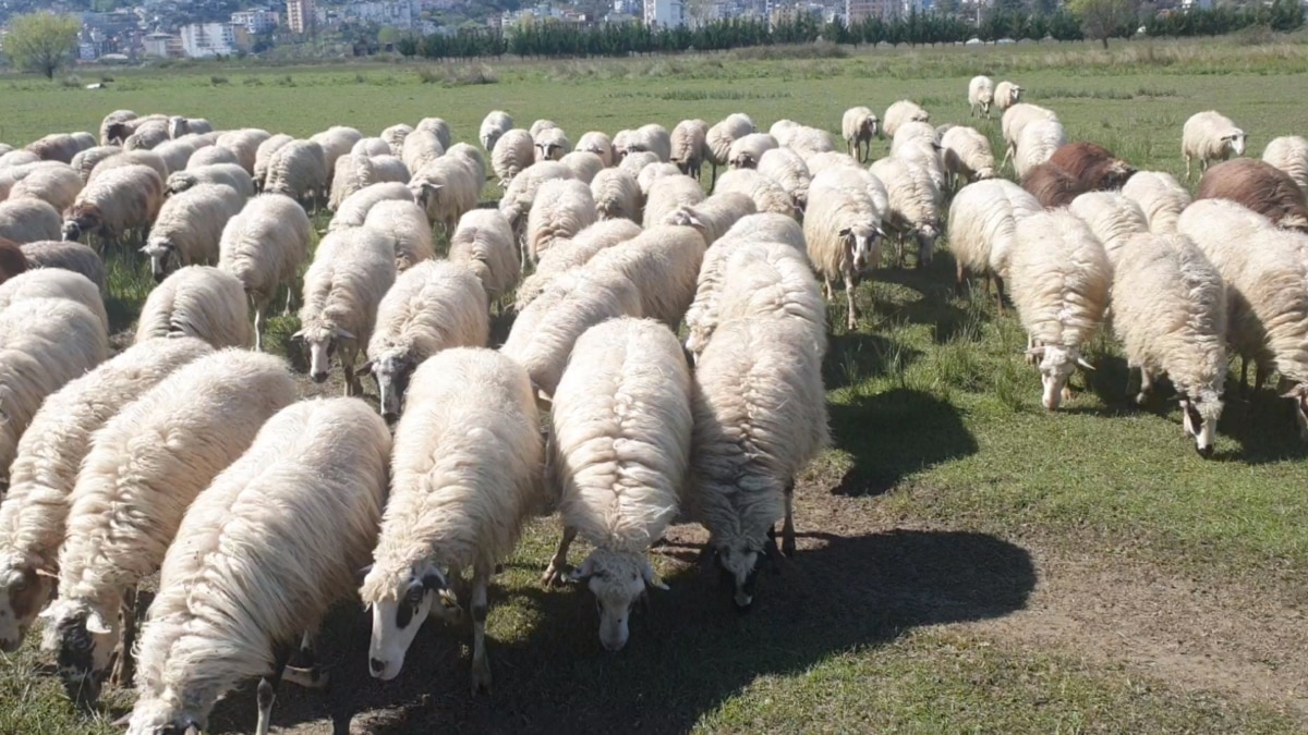 Shqipëria ndalon importin e bagëtive të imta nga Greqia për të parandaluar hyrjen e murtajës