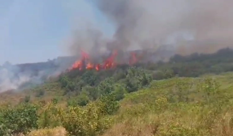 Zjarr i qëllimshëm në fshatin Malinat, digjen 2 ha me bimësi të egër dhe ullinj