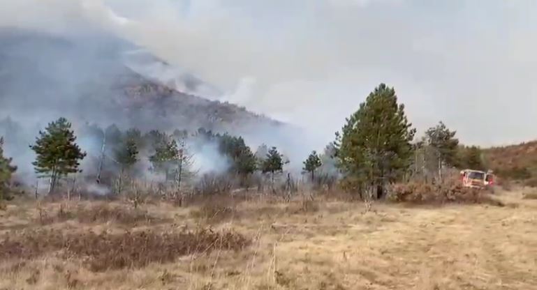 Zjarr masiv në kodrat me bajame dhe ullinj në Berat, flakët përhapen me shpejtësi