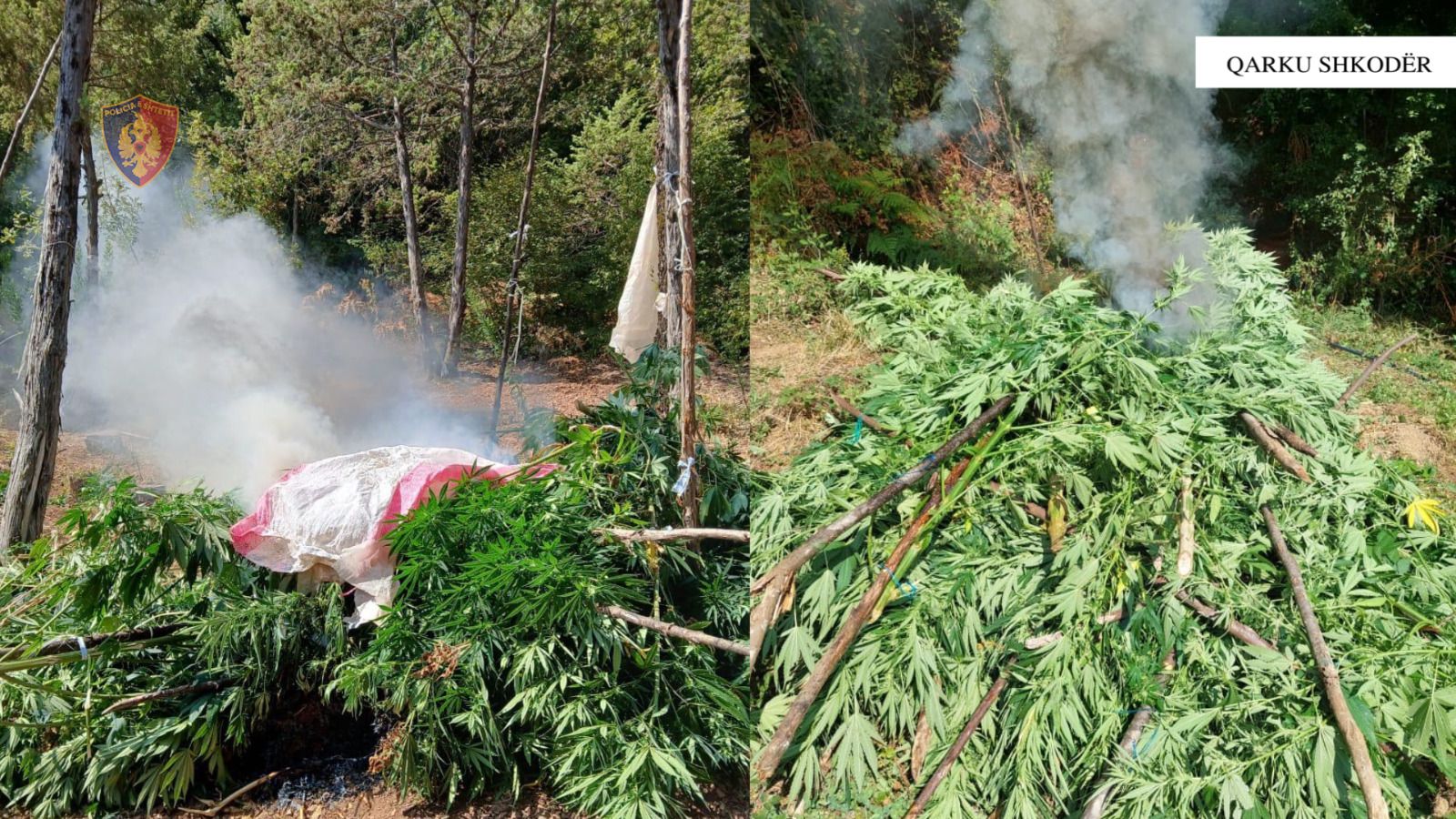 Territori i pastër/ Gjenden dhe asgjësohen 2449 bimë cannabis në qarkun Shkodër