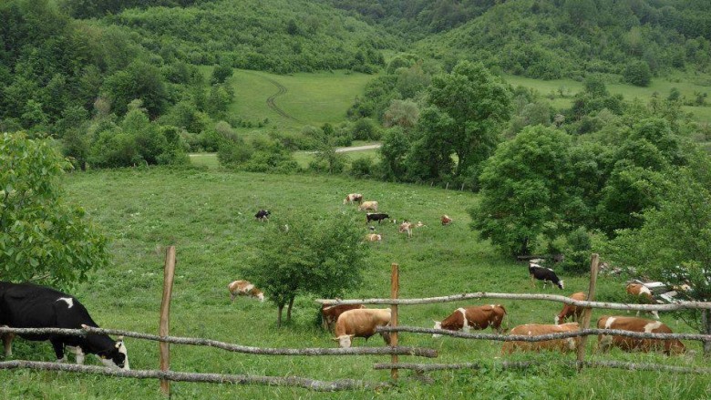 Iu gjetën dhjetëra bagëti të kontrabanduara nga Greqia, vihen nën hetim dy fermerë!