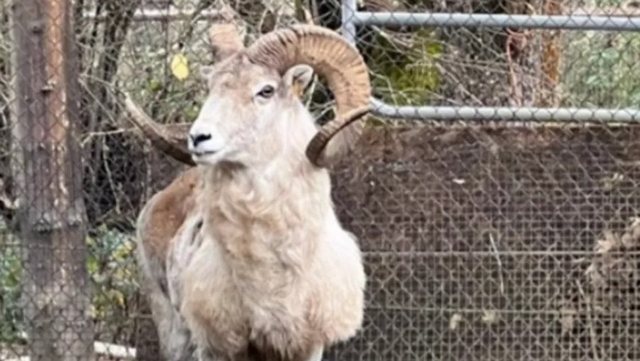 Klonoi dashin gjigand, dënohet me burg amerikani