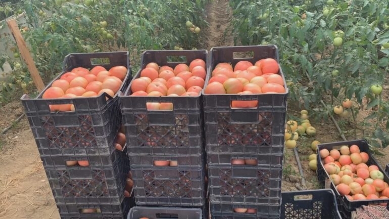 Fermerët braktisin tokat: U penduam që u kthyem nga emigrimi!