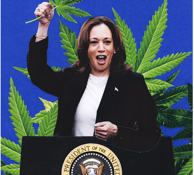 Kamala Harris premton legalizim të plotë të marijuanës, por a do të ndryshojë kjo rrjedhën e fushatës në SHBA?