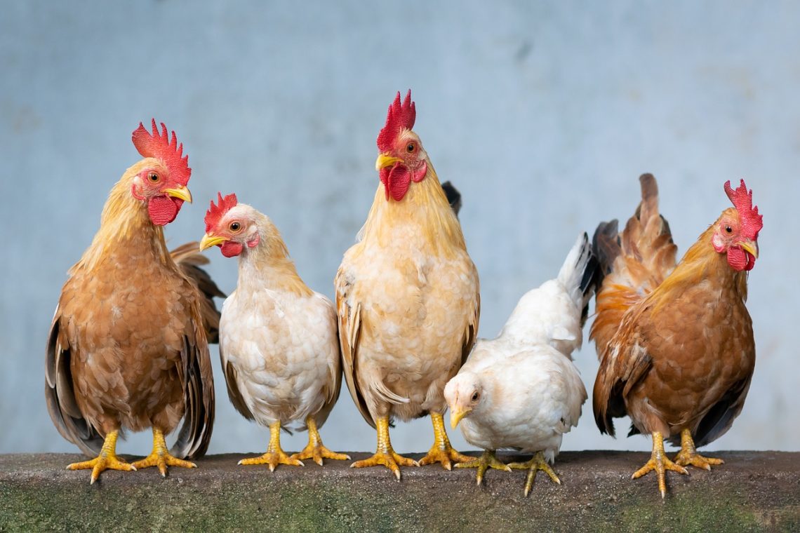 Zbulohet një vatër e gripit të shpendëve në Tiranë! Varianti i rrezikshëm që kalon te njerëzit dhe shkakton infeksione serioze