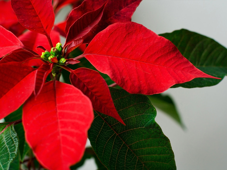 Njihet si lulja e Krishtlindjeve! Ja çfarë simbolizon ‘poinsettia’