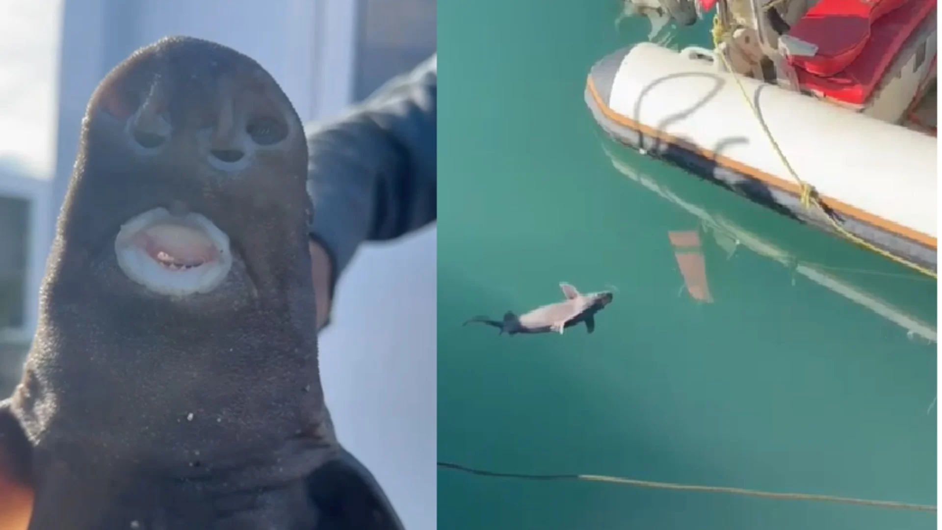 Kapet peshkaqeni i rrallë “Derr” në ujërat e Vlorës