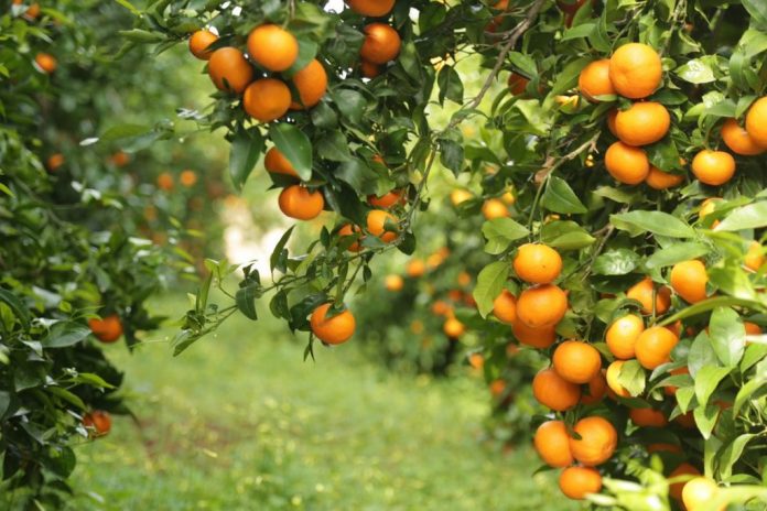 Bllokohet eksporti i mandarinave, disa vende evropiane nuk i pranojnë për shkak të nivelit të pesticideve