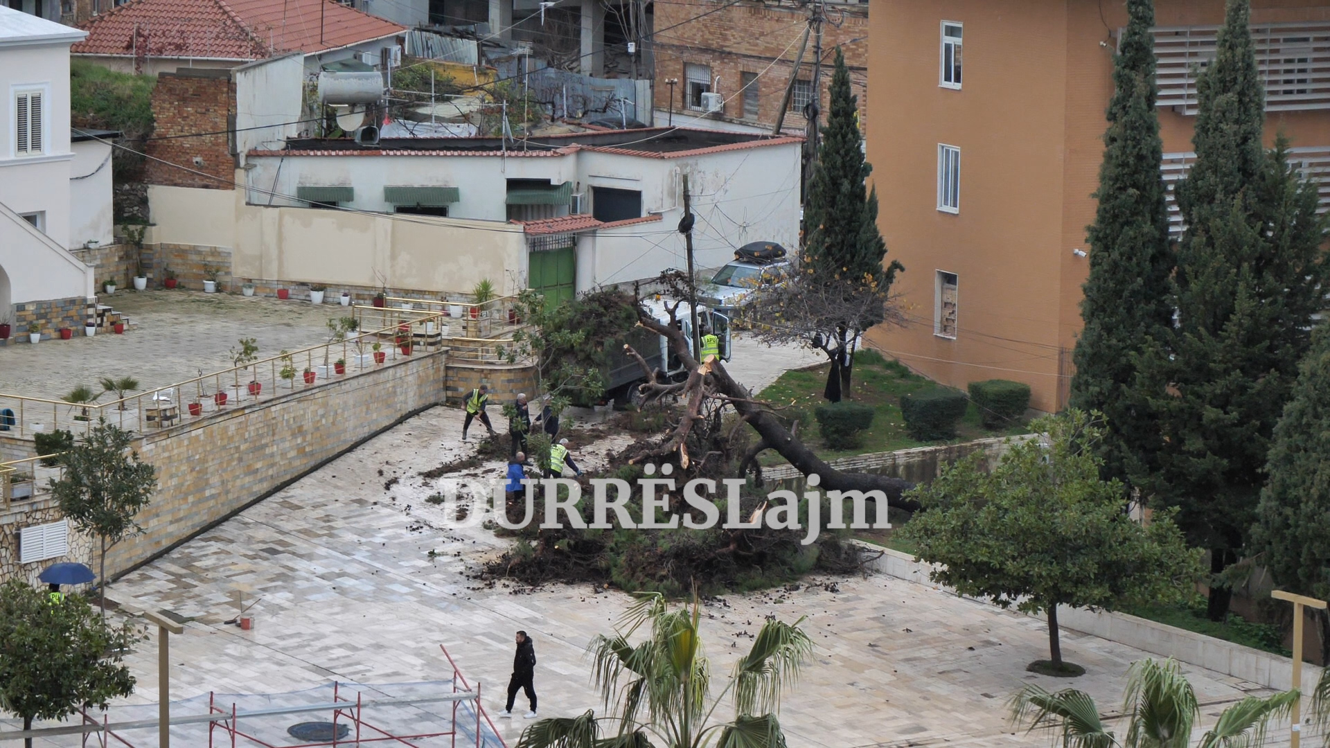 Rrëzohet pisha shumëvjeçare në qendër të Durrësit (VIDEO)