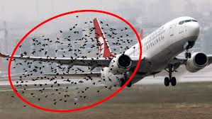 Bird Strike: Pse përplasjet me shpendët janë rrezik për avionët?