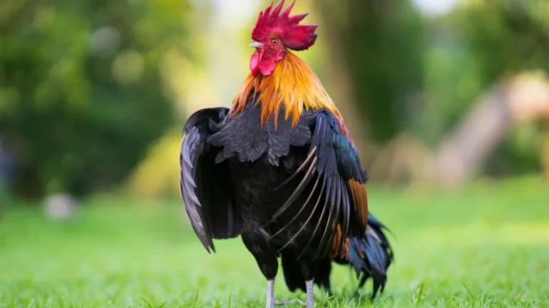 Një gjel në Britani këndoi 76 herë në minutë, gjobë prej 3000 eurosh për pronarin e tij