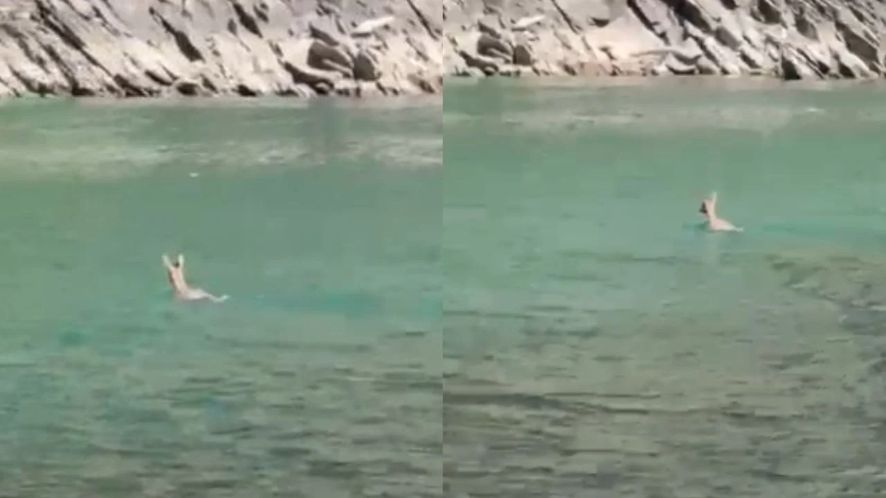 Kaprolli befason turistët në liqenin e Komanit! Noton paralelisht me tragetin&#8230;