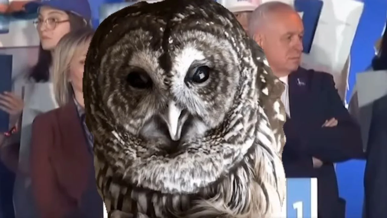 Rama vijon ironitë me Sali Berishën, publikon video-montazhin me kreun e PD-së dhe bufin