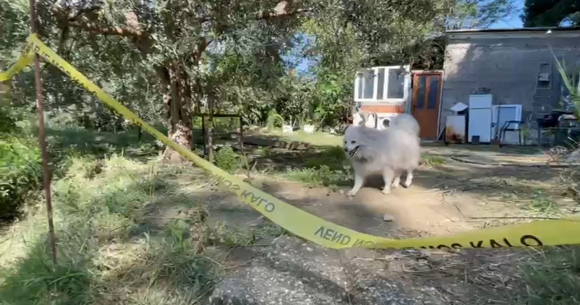 Pamje të trishta! Pas ekzekutimit të 58-vjeçarit në Vlorë, qeni i tij e kërkon nëpër lagje
